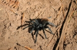 PICTURES/Sedona West Fork Trail  - Again/t_Tarantula5.jpg